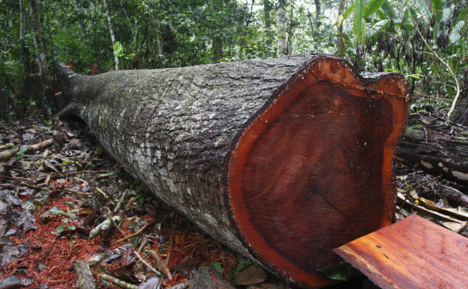 خشب الماهوجنى